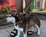 Собаки в Москве: Мини-хаски Девочка, Бесплатно - фото 3