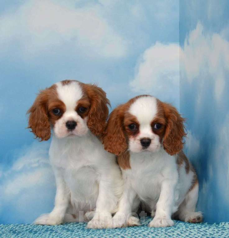 Собаки в Ногинске: Щенки кавалер кинг чарльз спаниель Девочка, 60 000 руб. - фото 2