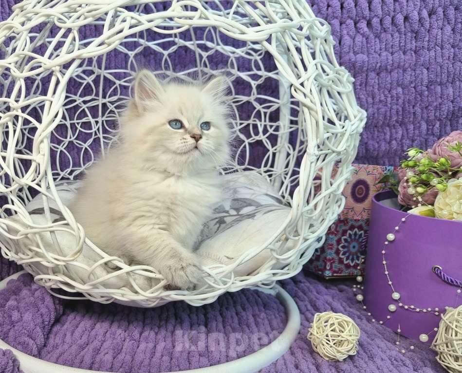 Кошки в Москве: Котенок девочка породы Невская Маскарадная Астерия Девочка, 33 000 руб. - фото 5