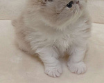 Кошки в Москве: Шикарный персидский котёнок Мальчик, Бесплатно - фото 7