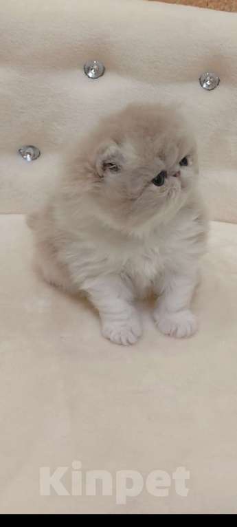 Кошки в Москве: Шикарный персидский котёнок Мальчик, Бесплатно - фото 7