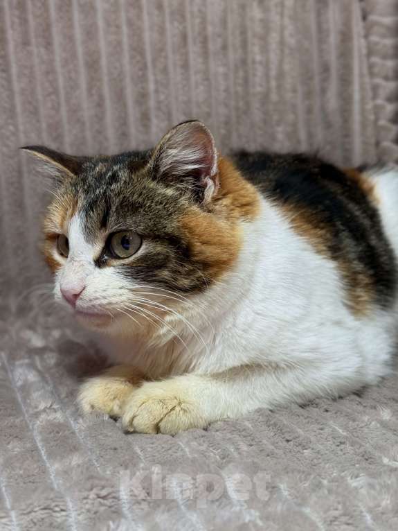 Кошки в Москве: Ирис ищет дом ‼️ Девочка, Бесплатно - фото 3