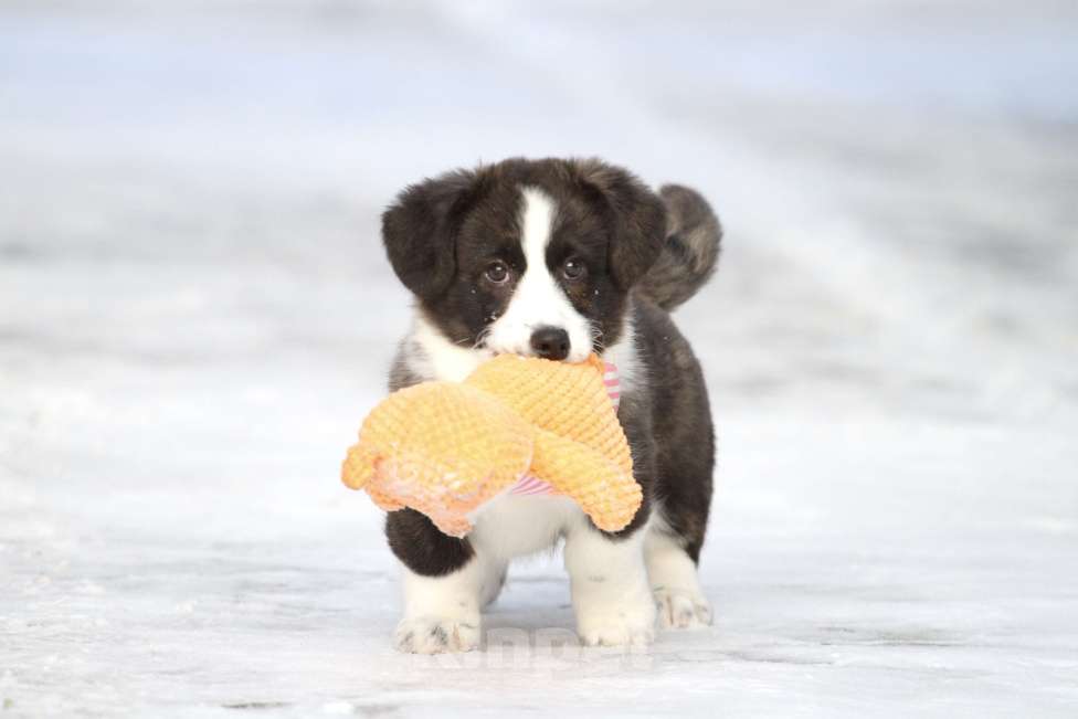 Собаки в Москве: Вельш корги кардиган-девочка Девочка, Бесплатно - фото 2