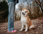Собаки в Санкт-Петербурге: Амайя ищет дом Девочка, Бесплатно - фото 8