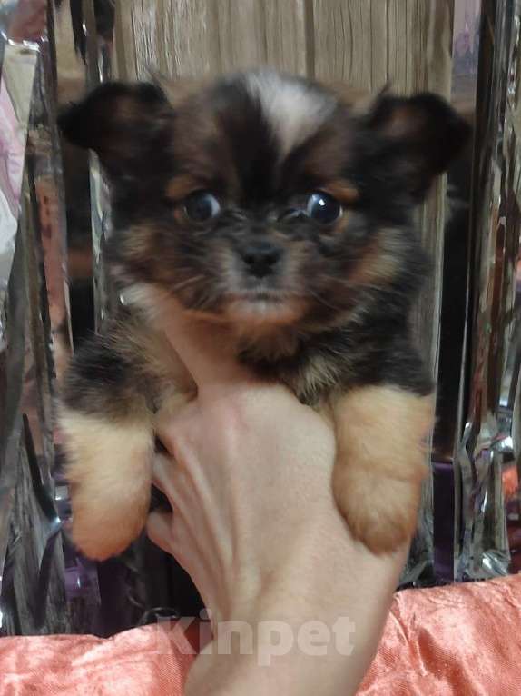 Собаки в Екатеринбурге: Миничка Девочка, 50 000 руб. - фото 1