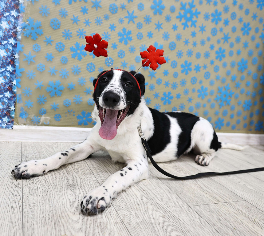 Собаки в Москве: Щенки бесплатно в Москве Девочка, Бесплатно - фото 2