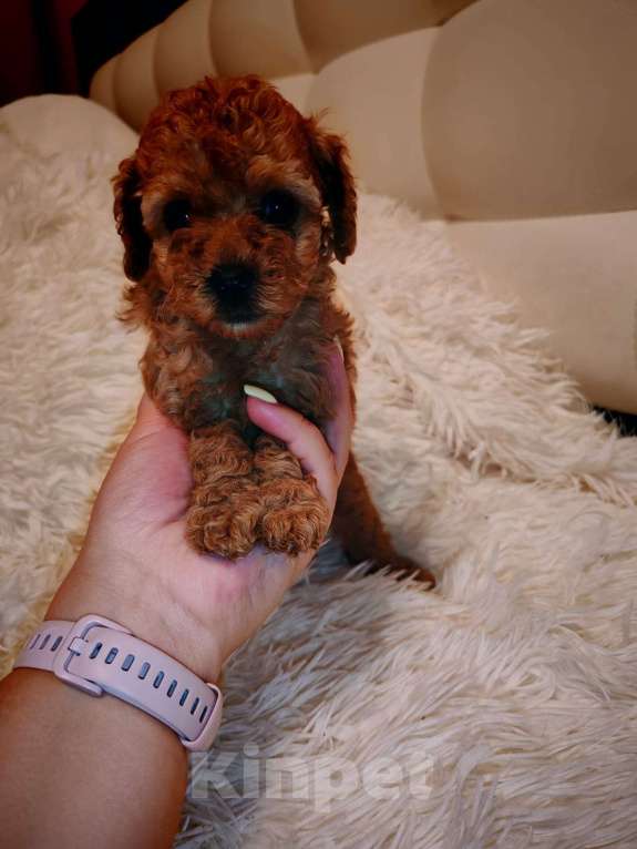 Собаки в Ельце: Щенки той-пуделя Девочка, 60 000 руб. - фото 6