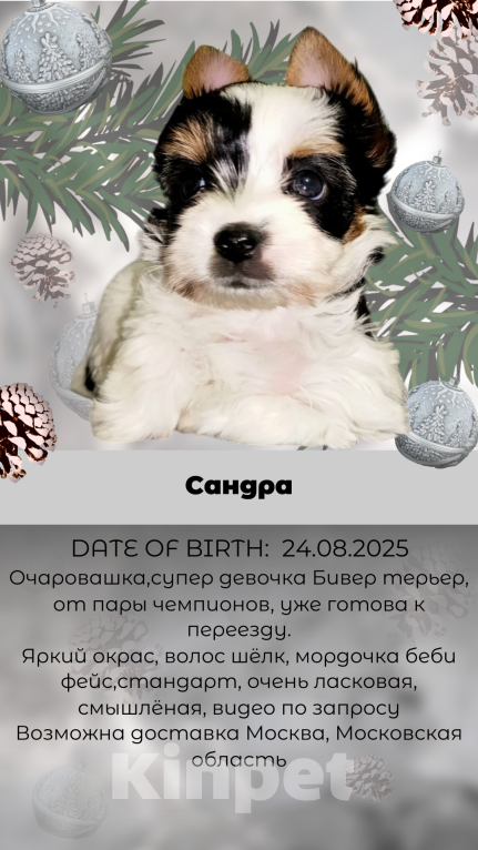 Собаки в других городах Московской области: Очаровашка Сандра Девочка, 140 000 руб. - фото 1