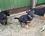 Собаки в Азове: Щенок в добрые руки Девочка, 1 руб. - фото 3