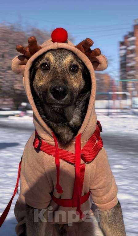 Собаки в Челябинске: Щенок в добрые руки Мальчик, Бесплатно - фото 2