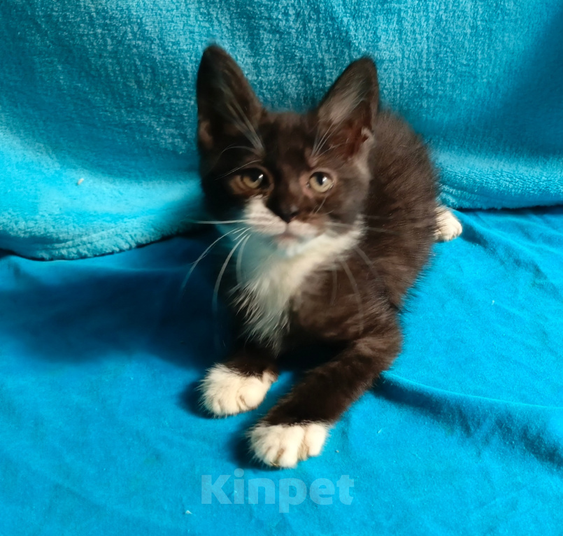 Кошки в Москве: Котёнок метис мейн-кун мальчик 3 мес. Мальчик, 5 000 руб. - фото 1