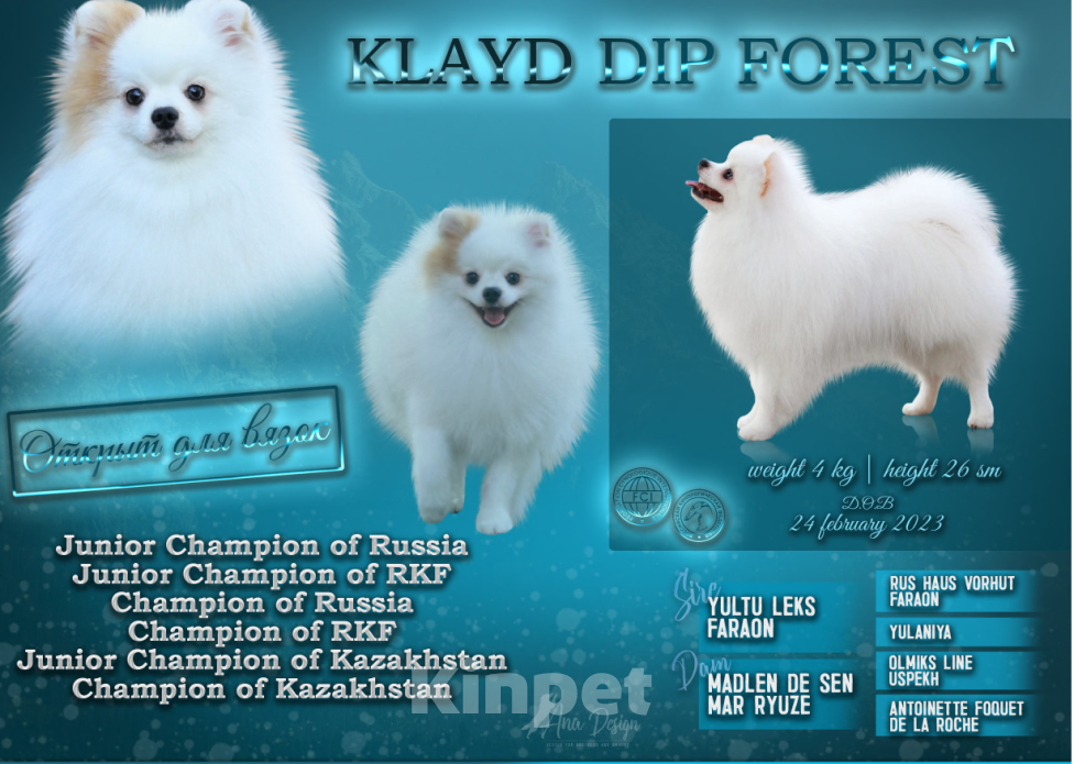 Собаки в Челябинске: Вязка Мальчик, 10 000 руб. - фото 1