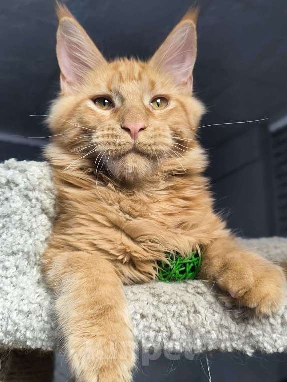 Кошки в Кемерово: Кот Jam Мальчик, 45 000 руб. - фото 1