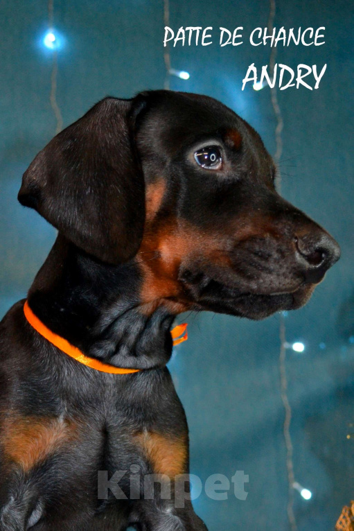 Собаки в Санкт-Петербурге: Щенок добермана Андрэ Мальчик, 90 000 руб. - фото 1