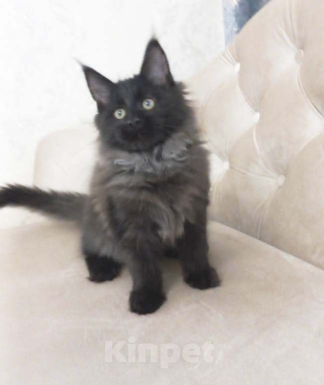 Кошки в Москве: Мейн-кун котёнок Мальчик, 60 000 руб. - фото 1