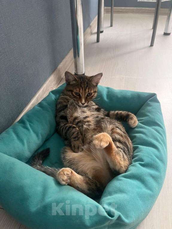 Кошки в Москве: Забавная кошечка Девочка, Бесплатно - фото 4