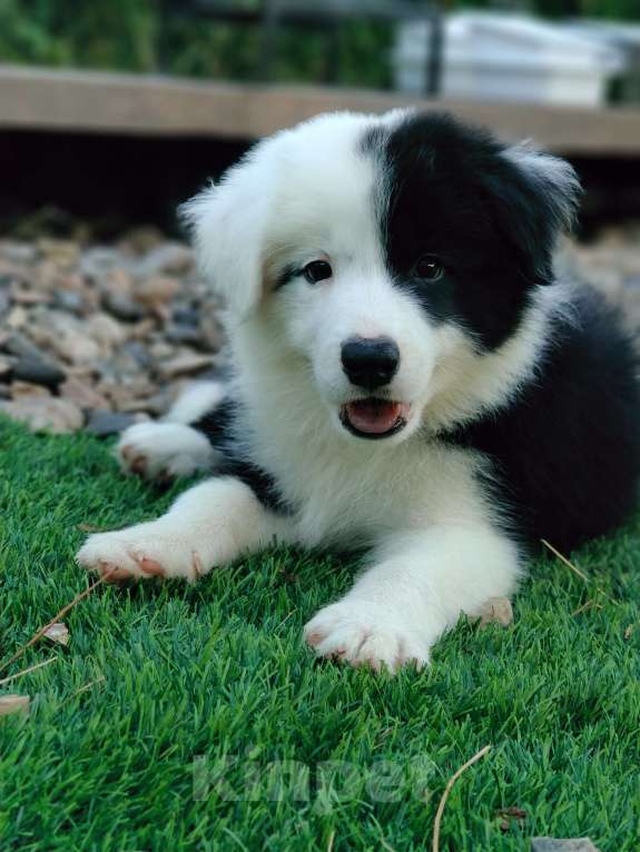 Собаки в других городах Приморского края: Щенки бордерколли, документы РКФ Мальчик, 100 000 руб. - фото 2