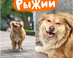 Собаки в Москве: Рыжий - солнечный пес ищет свою семью Мальчик, Бесплатно - фото 1