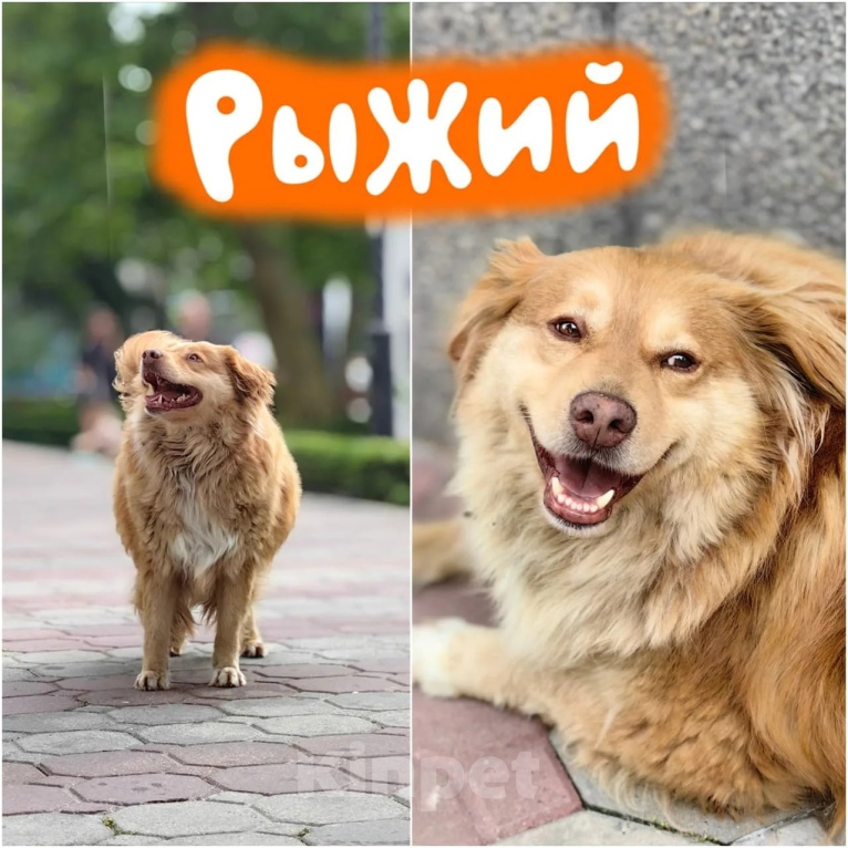 Собаки в Москве: Рыжий - солнечный пес ищет свою семью Мальчик, Бесплатно - фото 1
