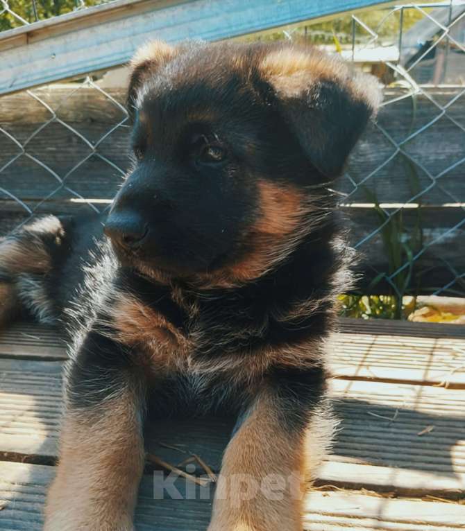Собаки в Москве: Девочка немецкой овчарки Девочка, 7 000 руб. - фото 2
