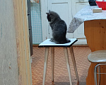 Кошки в Сыктывкаре: продажа котят Разнополые, 2 000 руб. - фото 2