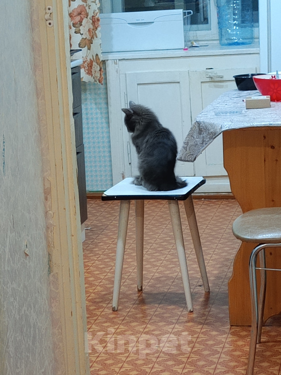 Кошки в Сыктывкаре: продажа котят Разнополые, 2 000 руб. - фото 2