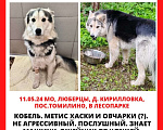 Собаки в Люберцах: Найдена собака Мальчик, Бесплатно - фото 1