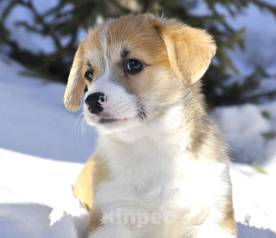 Собаки в Новосибирске: Вельш Корги Пемброк Мальчик, 60 000 руб. - фото 3