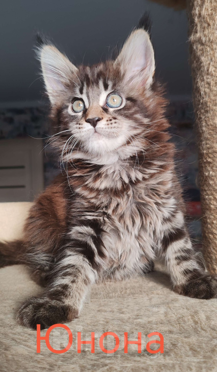 Кошки в Череповце: Юнона Девочка, 50 000 руб. - фото 3