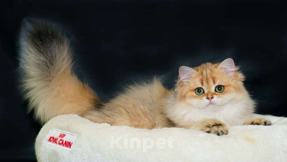 Кошки в Рыбинске: Британская длинношерстная зототая девочка Девочка, 30 000 руб. - фото 4