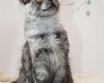 Кошки в Королеве: Котенок помета А; Мейн кун. Аякс. Мальчик, 50 000 руб. - фото 2