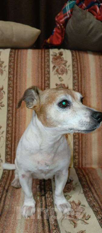 Собаки в других городах Московской области: Майли Девочка, Бесплатно - фото 1