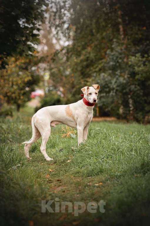 Собаки в Москве: Родился в военной части. Остался один. Мальчик, Бесплатно - фото 2