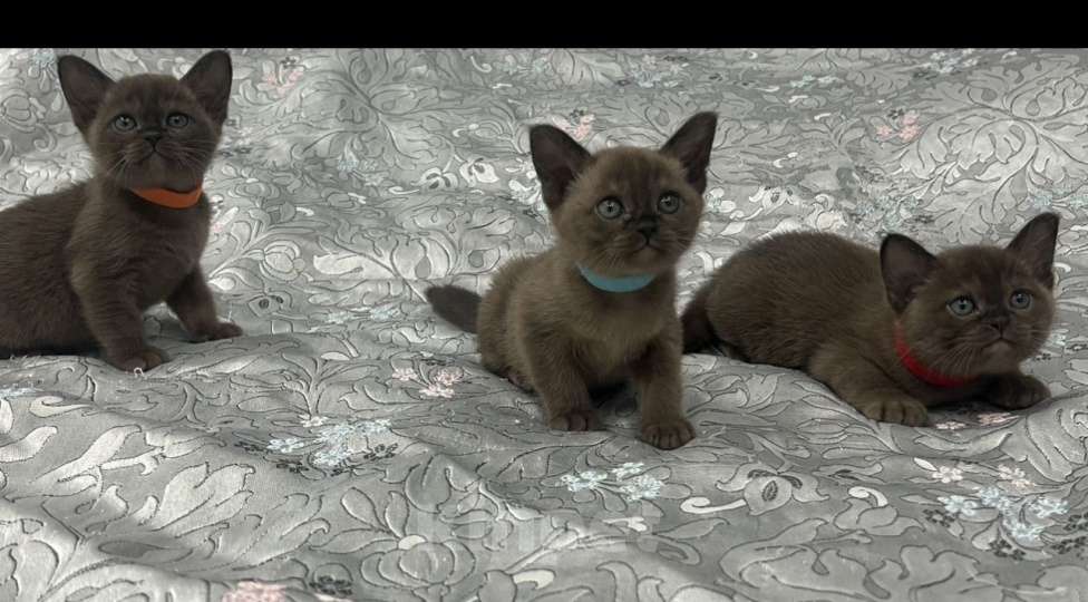 Кошки в Астрахани: Бурманские котята Девочка, 45 000 руб. - фото 5