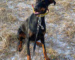 Собаки в Курске: Доберман Жан в дар, Бесплатно - фото 1