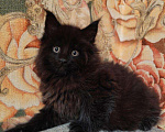Кошки в Малмыже: Котята Мейн кун, 30 000 руб. - фото 2