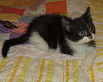 Кошки в Санкт-Петербурге: Ищут дом котята-девочки Фанни и Ханни Девочка, Бесплатно - фото 3