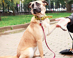 Собаки в Москве: Красавица собака по имени Лиса ищет свою семью Девочка, Бесплатно - фото 2