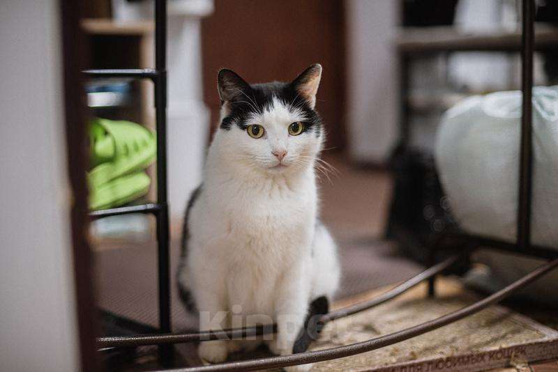 Кошки в Москве: Ласковый котик Джон ищет семью. Мальчик, Бесплатно - фото 6