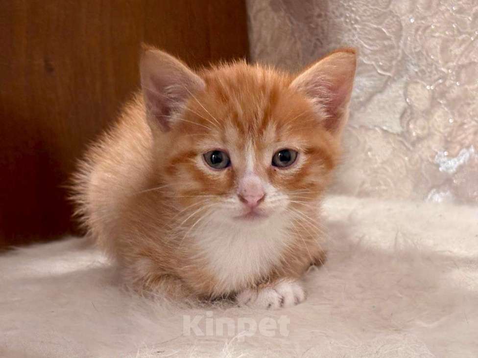 Кошки в Москве: Рыжие мальчишки. Котята 1,5 мес. в добрые руки. Мальчик, Бесплатно - фото 2