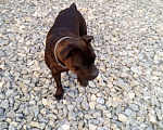 Собаки в Сочи: Потерялся Стаффордширский бультерьер  Мальчик, 100 000 руб. - фото 8