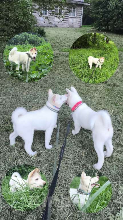 Собаки в Санкт-Петербурге: Щенок американской акиты  Девочка, Бесплатно - фото 2