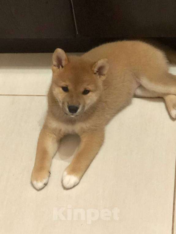 Собаки в Санкт-Петербурге: Продам парня и девочку сиба ину Девочка, 100 000 руб. - фото 4