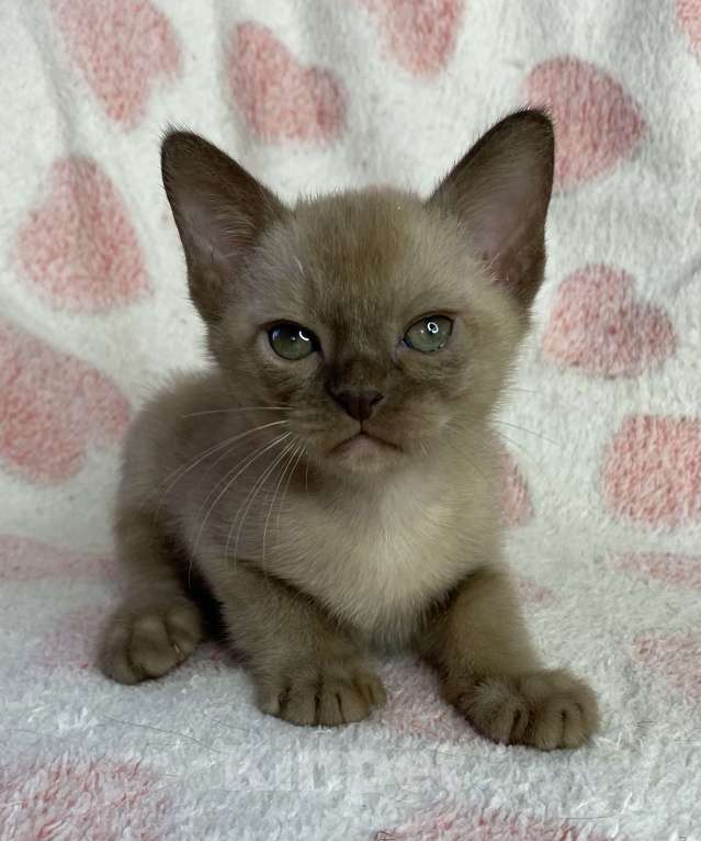 Кошки в Дмитрове: Шоколадный бурманский мальчик Baks Мальчик, 40 000 руб. - фото 3