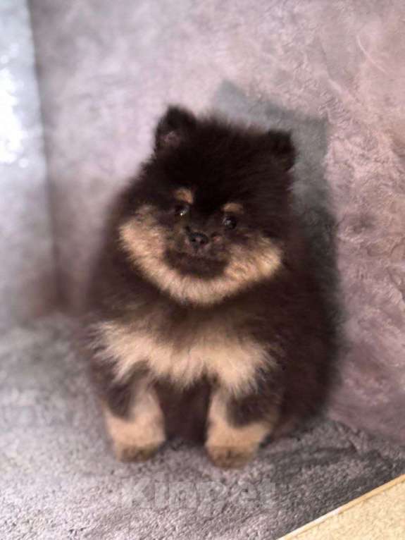 Собаки в Костроме: померанский шпиц девочка Девочка, 45 000 руб. - фото 5