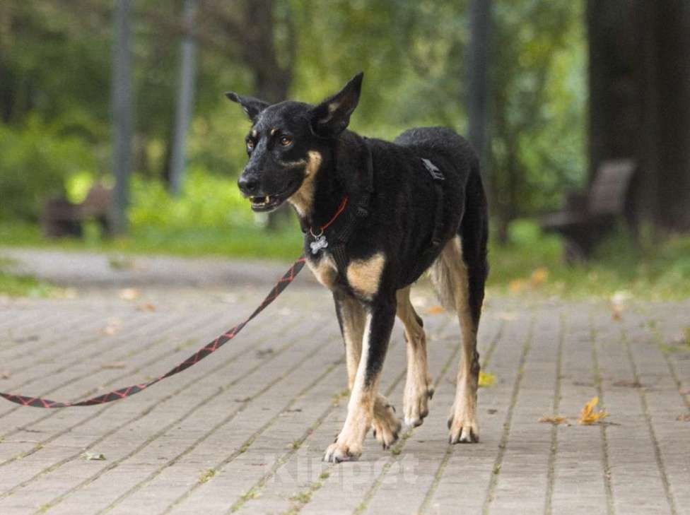 Собаки в Москве: Скромный Шеги Мальчик, Бесплатно - фото 2
