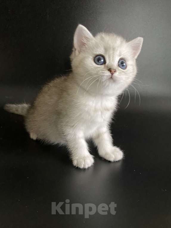 Кошки в Москве: Алечка. Девочка, 35 000 руб. - фото 5