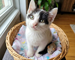 Кошки в Санкт-Петербурге: Кошечка 2 месяцев ищет дом Девочка, Бесплатно - фото 1