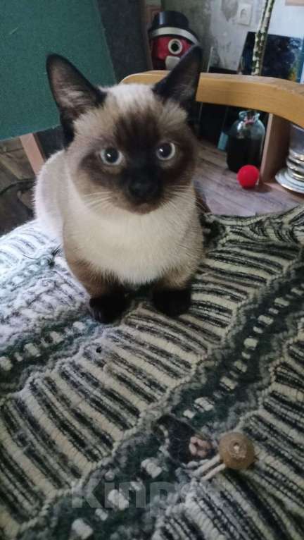 Кошки в Мурманске: манчкин подросток Мальчик, 15 000 руб. - фото 7