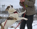 Собаки в Москве: 🐶 Чудесная девочка по имени Юна ищет любовь, заботу и семью🙏   Девочка, Бесплатно - фото 3